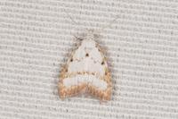 Nola aerugula