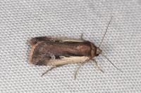 Ochropleura plecta