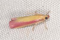 Oncocera semirubella