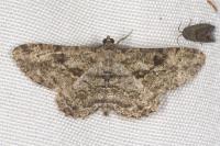 Peribatodes rhomboidaria rhomboidaria