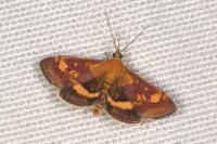Pyrausta aurata
