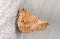 Selenia dentaria