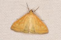 Sitochroa verticalis