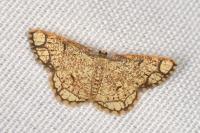 Stegania cararia