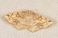 Stegania trimaculata