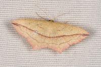 Timandra comae