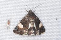 Tyta luctuosa
