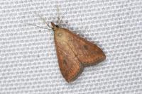 Udea ferrugalis
