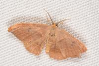 Watsonalla binaria
