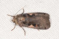 Xestia c-nigrum