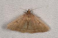 Zanclognatha zelleralis