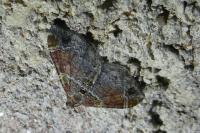 Xanthorhoe spadicearia/ferrugata