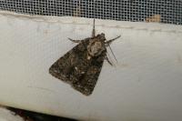 Acronicta rumicis