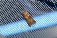 Acrobasis tumidana