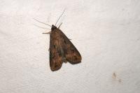 Agrotis ipsilon