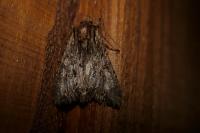 Apamea monoglypha monoglypha