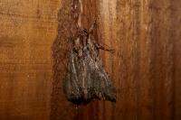 Apamea monoglypha monoglypha