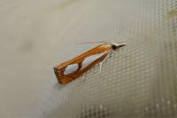 Catoptria pinella
