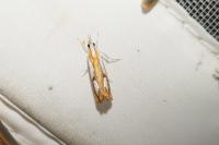 Catoptria pinella