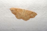 Cyclophora punctaria