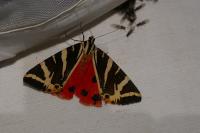 Euplagia quadripunctaria
