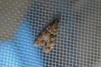 Eudonia mercurella