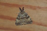 Lymantria dispar