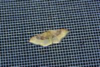 Idaea degeneraria