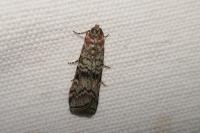 Dioryctria