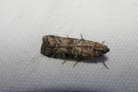 Dioryctria