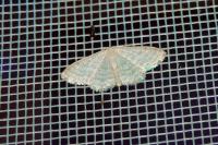 Idaea subsericeata