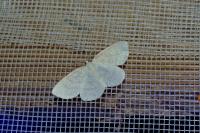 Cabera exanthemata