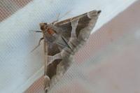 Dysgonia algira