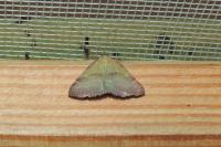 Phytometra viridaria