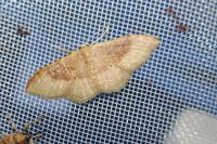 Idaea degeneraria