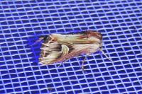 Actinotia polyodon