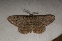 Hypomecis punctinalis