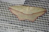 Timandra comae