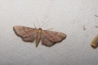 Idaea infirmaria