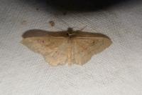 Idaea rubraria