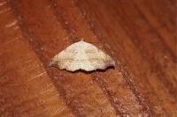Laspeyria flexula