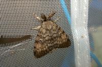 Lymantria dispar