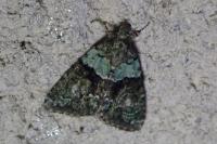 Cryphia algae