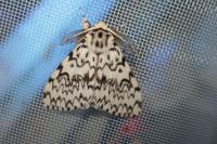Lymantria monacha