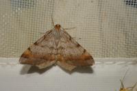 Macaria liturata