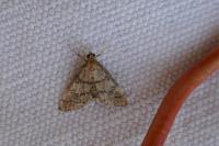 Metasia cuencalis bourgognei