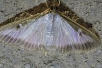Cydalima perspectalis