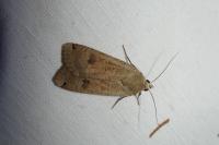 Noctua pronuba
