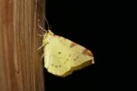 Opisthograptis luteolata