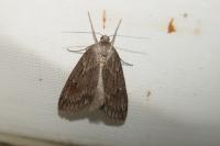 Pachycnemia hippocastanaria hippocastanaria